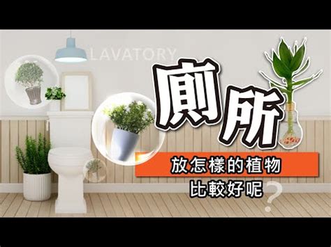 浴室可以放什麼植物|浴室也能綠意盎然！6種高效浴室植物淨化空氣 